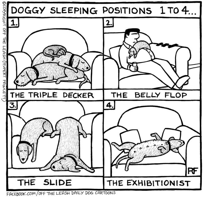 DoggySleepingPositions1-4-e1519392378343.jpg
