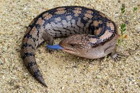 blue tounge lizard.png