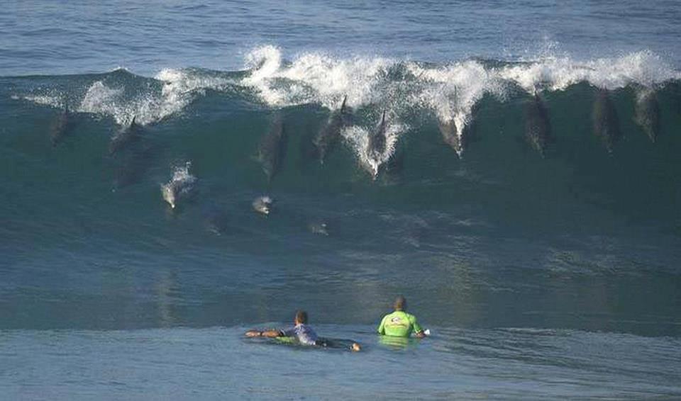 animals-Surfing-Dolphins-Jeffreys-Bay.jpeg